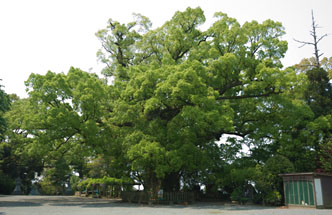 推定樹齢約400年の高良大社の樟樹