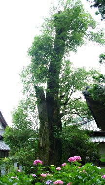 千光寺裏庭にある樹齢５００年以上のキンモクセイ