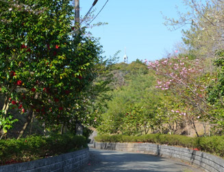 椿の花が綺麗な宗像修道院に続く道