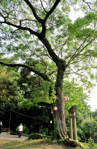 幹周り約四メートルの栴檀（せんだん）の大木