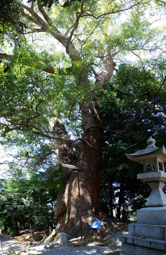 「ムーミンの木」は樹齢約1000年のクスの木