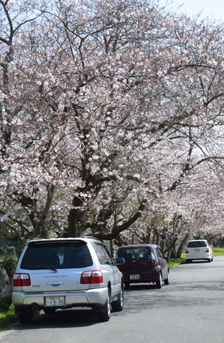 湖畔に桜並木もあり４月初旬には花見ができる