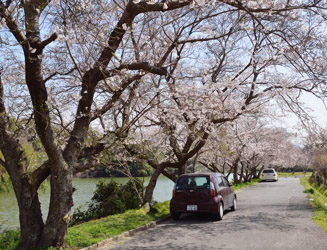 けっこう大きな桜の木もある　2012/04/02 撮影