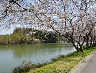 ダム湖の水面と桜は良く似合う
