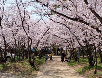 人丸神社（ひとまるじんじゃ）は新宮町一番の桜の名所