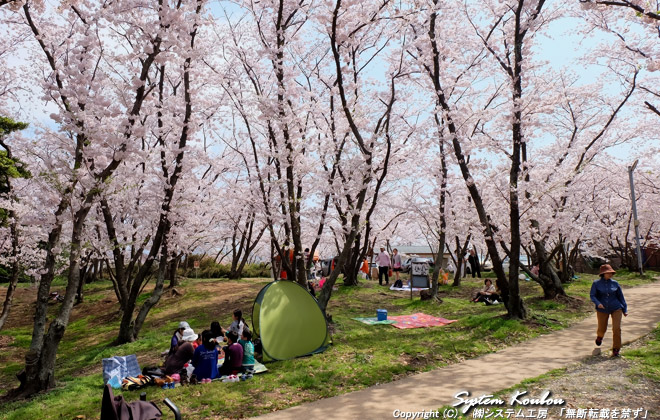 毎年４月1日の大祭の日前後が桜の見頃になります