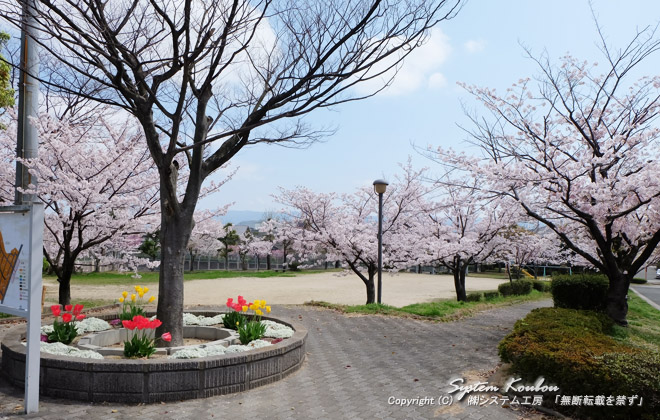 神社の東側にある桜山手区の公園も桜がきれい（チューリップもあった）
