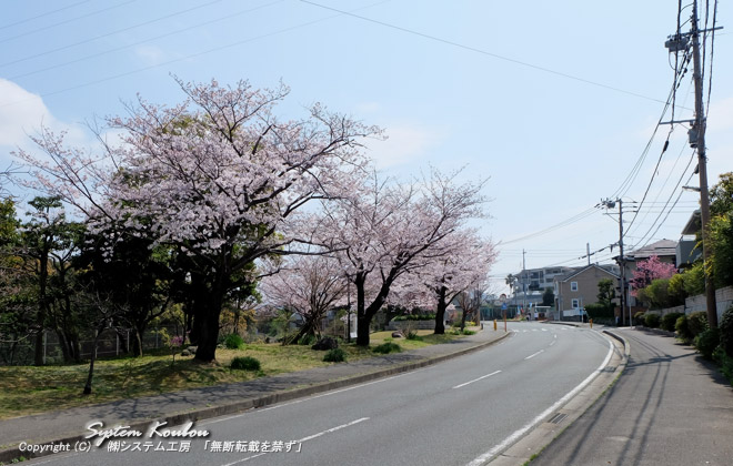 湊坂（みなとざか）団地の桜