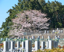 周辺の墓地の桜