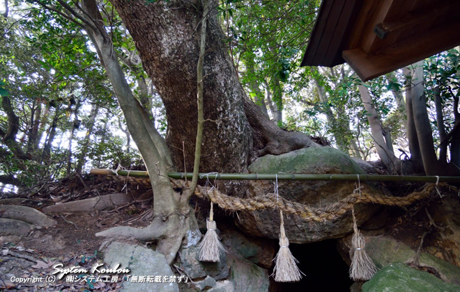 入口の上に大きな木があり根元が天井石まで絡みついている