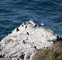 絶壁の下の岩場には海鵜がたくさん