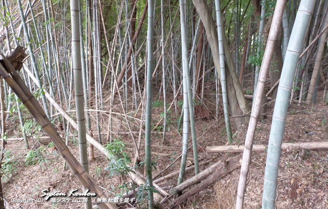 古墳の周辺は竹林になっている