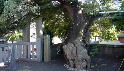 泉福寺の境内にある樹齢約４００年の榎（えのき）県指定有形文化財