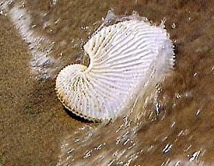 白石浜・勝浦浜は漂着物やきれいな貝殻さがしによい場所