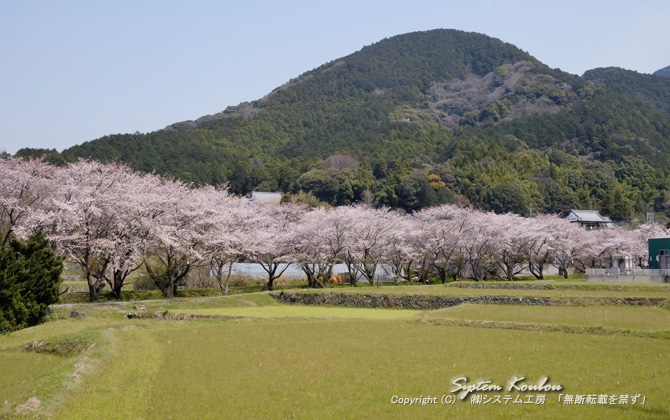 清滝地区は犬鳴山系の山あいの静かな集落です。春には大根川沿いの桜がきれい