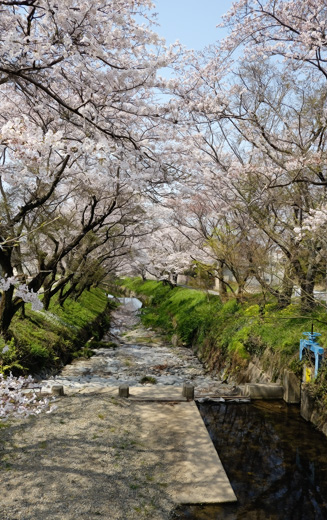 大根川沿いに約１００本の桜並木