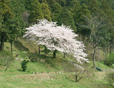 清滝地区近くの１本桜発見
