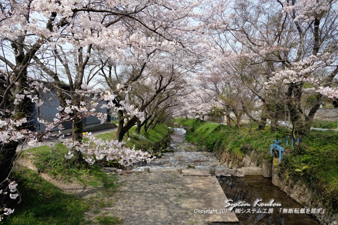 大根川（だいこんがわ）の両岸に桜の木が約１００本、桜の名所でもある　（右の青い水門が清瀧水路の取水口）
