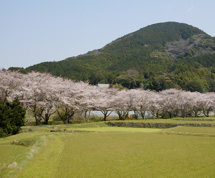 清瀧は桜の名所