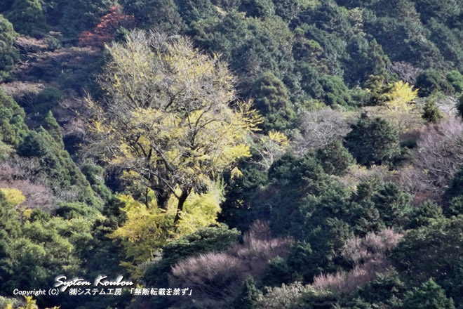 孔大寺の大イチョウは推定樹齢は300年で福岡県の指定天然記念物（昭和31年指定） ※ 2016/11/24 撮影