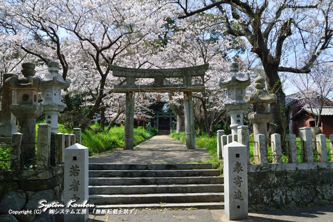 桜がきれいな光岡八幡宮（光岡神社）