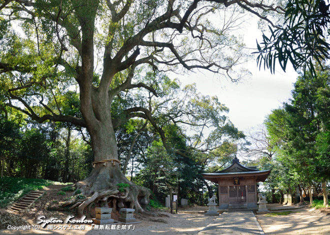 光岡八幡宮（光岡神社）境内には県の天然記念物の大楠がありパワースポットの地として人気がある