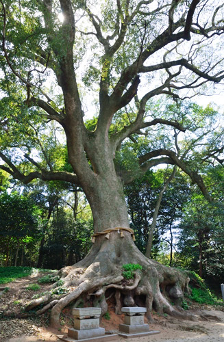 天然記念物の大楠（樹齢は約500年）