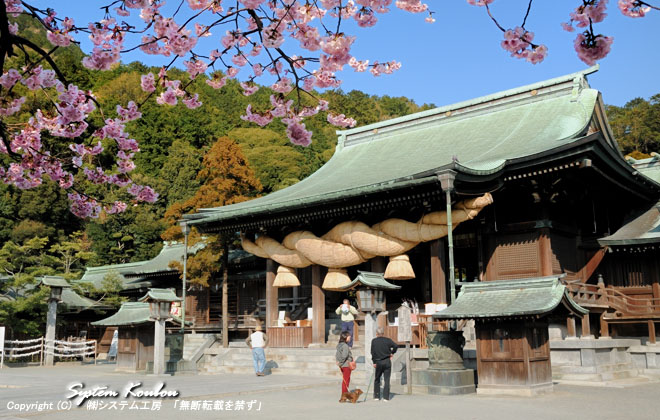 ２月の下旬には境内に寒緋桜が咲き誇る宮地嶽神社