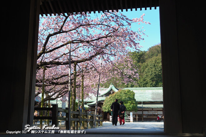 宮地嶽神社の花暦のトップをかざって２月下旬に夫婦桜が咲く