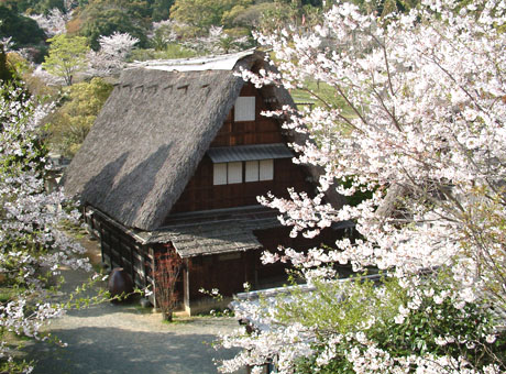 宮地嶽神社の民家村に咲くソメイヨシノ