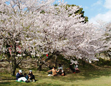 宮地嶽神社の桜開花時期には花見客が多い