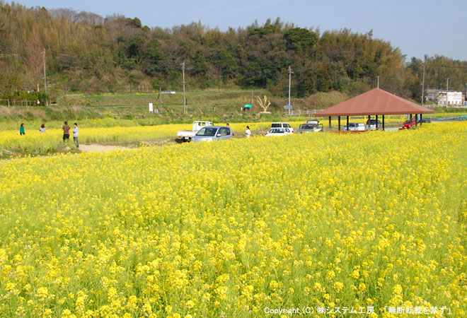 なまずの郷の近くにある西郷川花園（３月には菜の花がきれい）