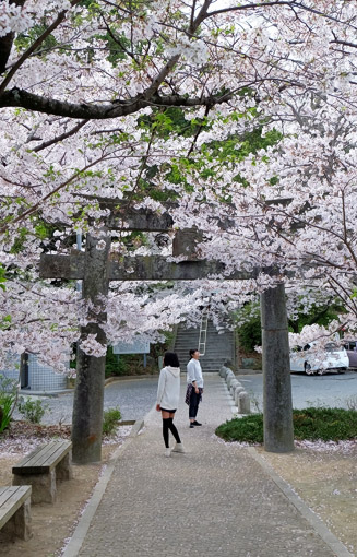 春には境内の桜がきれい