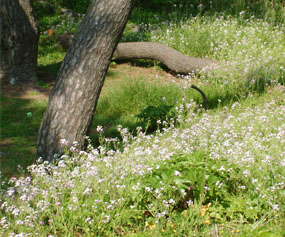 さつき松原の中のナズナの花