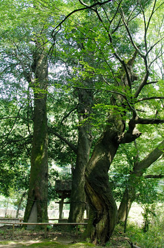 樹齢８００年のなぎの木