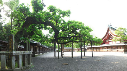 御神木である樹齢約５５０年の楢（なら）の木