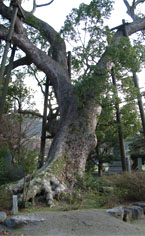 高倉神社境内にある大樟（県天然記念物）