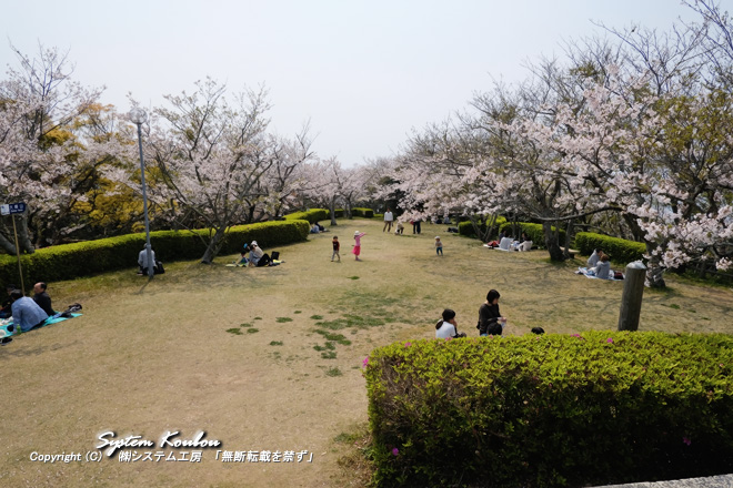 大峰山自然公園（東郷公園）は桜の時期には花見客も多い