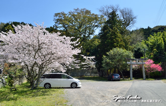 桜がきれいな日吉神社（ひよしじんじゃ）