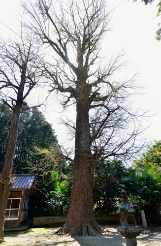 御神木である樹齢約500年の銀杏（イチョウ）