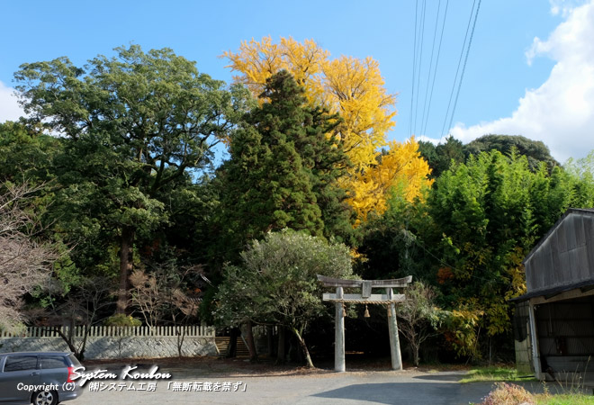 樹齢約500年の銀杏（イチョウ）が黄葉してきた　※ 2014/11/27 撮影