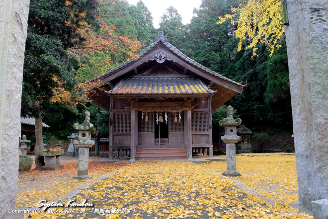 イチョウの黄葉が降り積もっている日吉神社