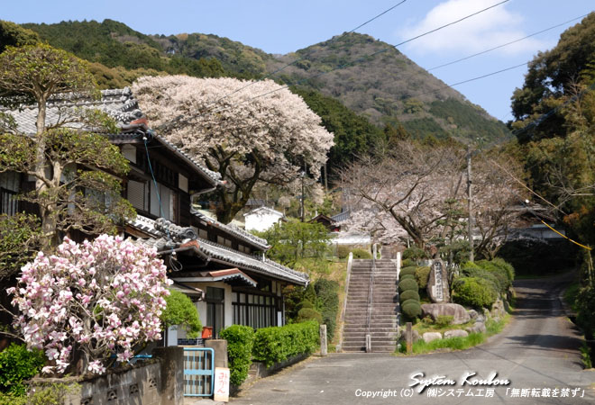 山桜がきれいな山田地蔵尊増福禅院の全景