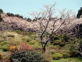 寺裏庭にも桜がたくさん