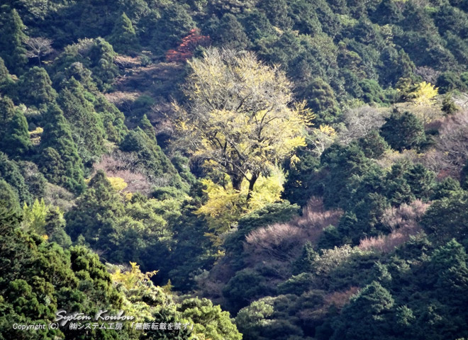 宗像市のイチョウの木では一番 樹齢が古い孔大寺の大イチョウ も近隣にある
