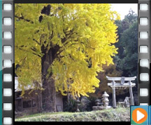 依岳神社の大イチョウとバクチの木 動画案内