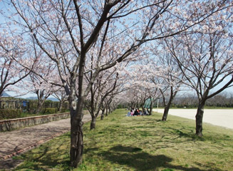 多目的広場周辺の桜がきれい