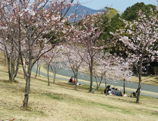 園内の桜の木は若い木が多い