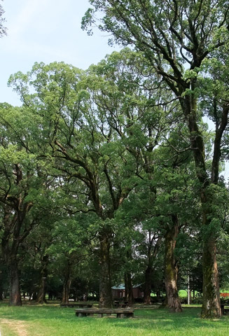 約1300本の楠の大木が茂る「中ノ島公園」
