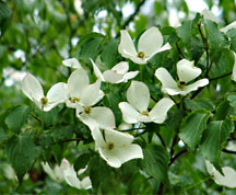 グリーンピア八女で見かけたヤマボウシの花